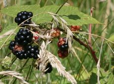 Brombeeren-3.jpg